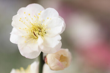 梅の花