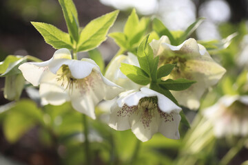 クリスマスローズ