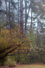 dence tall forest trees in fall weather with fog