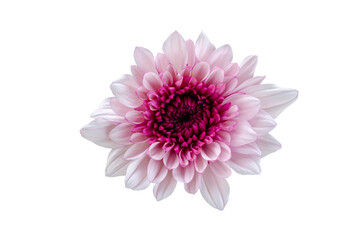 Beautiful pink chrysanthemum flower with white pattern background