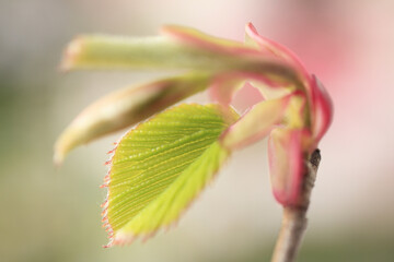 キリシマミズキの芽吹き