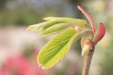キリシマミズキの芽吹き