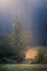 quite small bridge over meadow and stream in forest