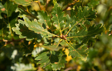 green leaves and nuts almost ready