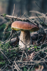 Yellow-cracked bolete covered with withered twigs growing tall. Xerocomus subtomentosus is situated between needles and leaves in the morning light