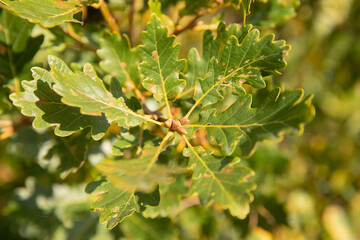 green leaves and nuts almost ready