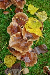 Mushrooms covered with fallen Autumn leaves on green yet grass in the city park, closeup, details.