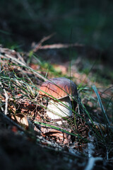 Porcini was found under a small spruce tree among the grass and autumn leaves illuminated by the thin rays of the sun. Beautiful Boletus edulis ready to be picked up