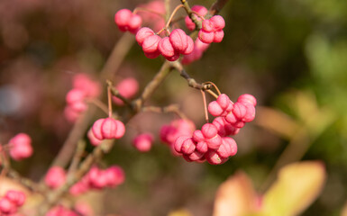 Fototapeta na wymiar small pink berries on a branch