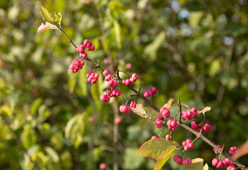 small pink berries on a branch