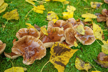 Mushrooms covered with fallen Autumn leaves on green yet grass in the city park, closeup, details.