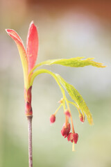 モミジの新芽