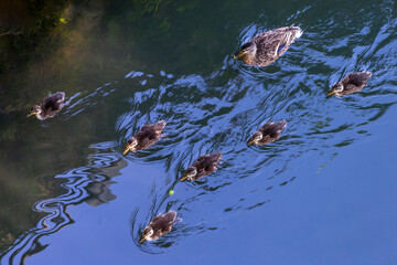 Mother Duck and Ducklings, reflection , Swimming, Water- Female Mallard duck