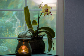 essential oil burner near orchid on table