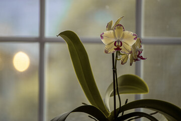 orchid in dim light of afternoon window