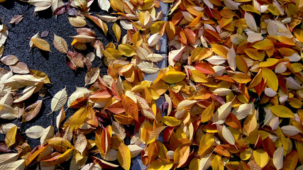 Hojas de otoño sobre la vía