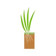 Plant with roots. Lawn aeration stage illustration. Lawn grass. Process of aeration isolated on white background.