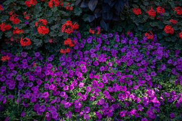 Bed of purple petunias in Washington, DC.