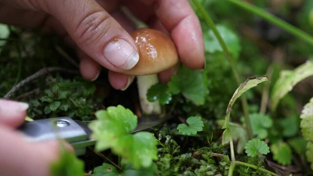Mushroom picking in the forest. The gathering