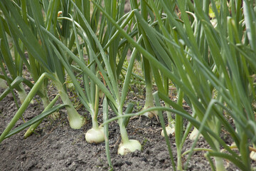 Obraz premium たまねぎ