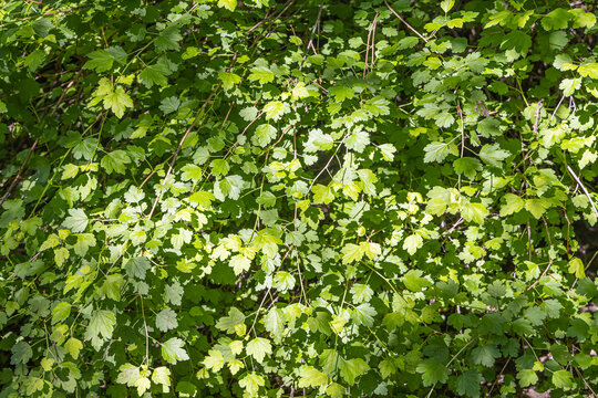 Branches of Gold-leaved Alpine Currant with green leaves and buds are in summer