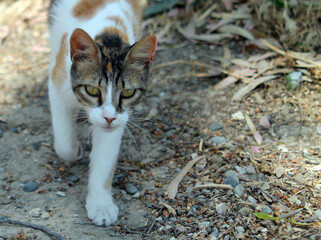 cat with intent look walking on the ground 