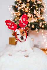 cute jack russell dog at home by the christmas tree, dog wearing a red santa diadem