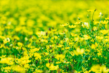 キバナコスモス