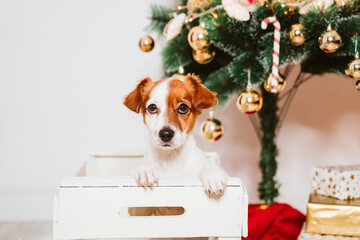 cute jack russell dog into a box at home by the christmas tree