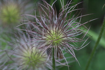 Macro © kaeolek20