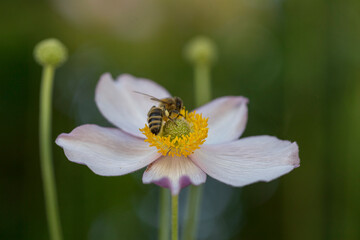 Obraz premium Flower and unripe seedheads Anemone hupehensis var. japonica (Japanese anemones). apanese thimbleweed (Anemone hupehensis) in a garden.