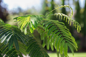 Close up of Mimosa (Albizia julibrissin) tree leaves and leaflets. Albizia julibrissin tree flower, Persian silk tree, pink silk tree, close up
