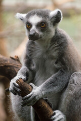 portrait of a Ring-Tailed Lemur (Lemur Catta)