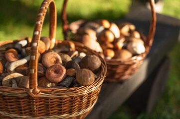 Two wicker baskets full of fresh autumn mushrooms.
