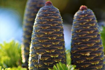 Macro © kaeolek20