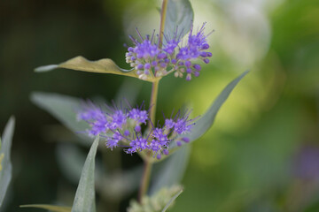Obraz premium Caryopteris, genus of flowering plants in the family Lamiaceae (formerly often placed in the family Verbenaceae). Close up of a blue beard flower. Caryopteris Ornamental plant with blue flowers.
