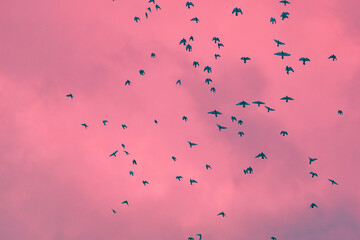 Blue Birds in a pink sky