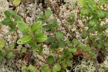 healthy,natural, organic,medicinal, lingonberry plants with moss in the forest in summer and autumn