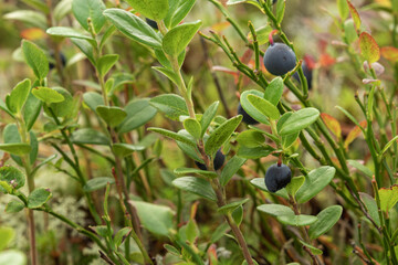 healthy, natural,organic blue blueberries with plants, in the forest in summer,autumn