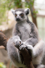 portrait of a Ring-Tailed Lemur (Lemur Catta)