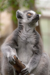 portrait of a Ring-Tailed Lemur (Lemur Catta)