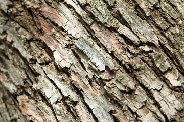 Detail of the texture of an old olive tree trunk