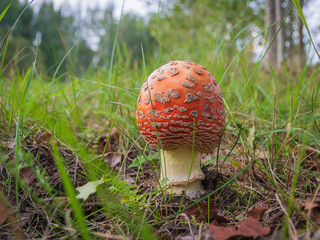 Closeup of red fly agaric mushroom (fly amanita or amanita muscaria) in the grass