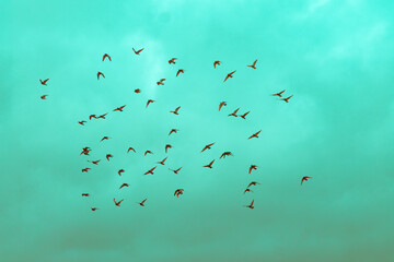 Birds in a green sky