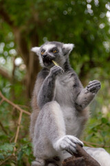 portrait of a Ring-Tailed Lemur (Lemur Catta)