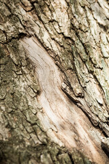 Detail of the texture of an old olive tree trunk