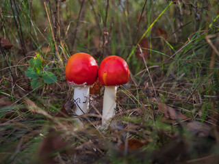 Closeup of two small red fly agaric mushrooms (fly amanita or amanita muscaria) in the grass in forest