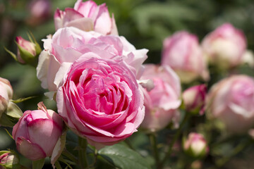 バラの花のアップ