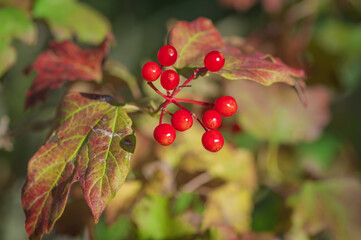 Colorful cluster of ripe and red guelder rose berries with red and green leaves on sunny autumn day
