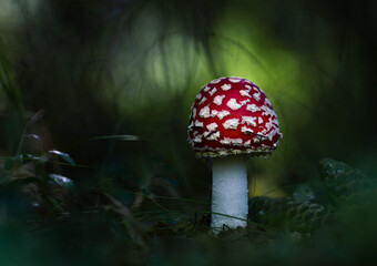 Closeup red fly agaric, amanita on dark green background
